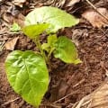 Tree Tomato