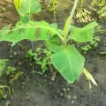 Banane