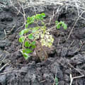 Moringa
