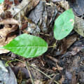 Cacao