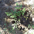 BabyTree