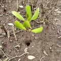 White Mangrove