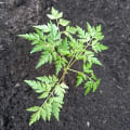 Neem