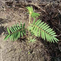 Tephrosia