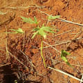 Papaya