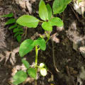 Bucayo