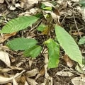 Cacao
