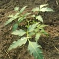 Neem