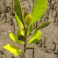Weiße Mangrove