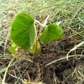 Croton