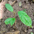 Caoba