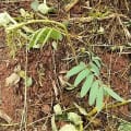 Tephrosia
