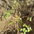 Moringa