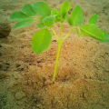 Moringa