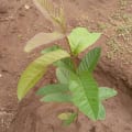 Guayaba
