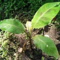 Banano