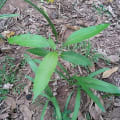 HoneyMango