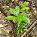 Cacao