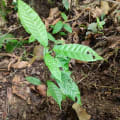 Cacao