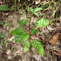 Tabebuia rosea
