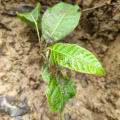 Caoba
