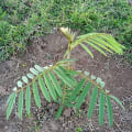 Tefrosia