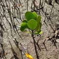White Mangrove