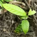 Cacao