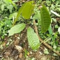 Cacao