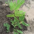 Albizia