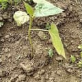 Tamarillo