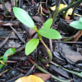 Red Mangrove