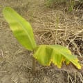 Banane