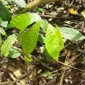 Cacao