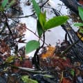 The Christmas Mangrove