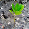 Red Mangrove