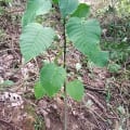 Árbol dinamita