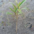 Black Mangrove