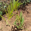 Tephrosia