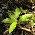 Mogelbaum