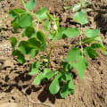 Moringa
