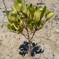 Weiße Mangrove