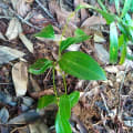 Cinnamon
