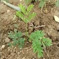 Leucaena