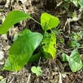 Cacao