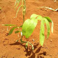 Tephrosia