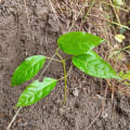 Roble