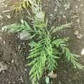 Grevillea