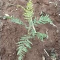 Grevillea