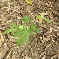 Papaya